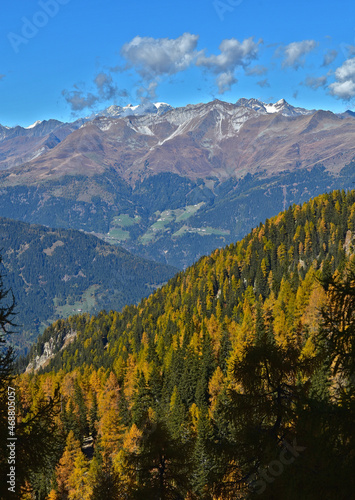 Lärchenwald im Herbst in Südtirol bei Meran, Blickrichtung Ötztaler Alpen, Larch forest in autumn in South Tyrol near Merano