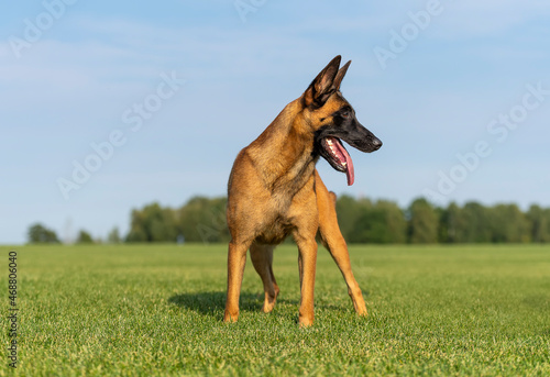 Belgian shepherd malinois looking away