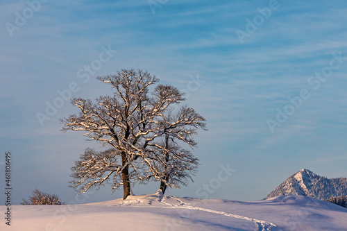 Winter - Baum - Allgäu - Schnee - Schöllang - malerisch - Pulverschnee