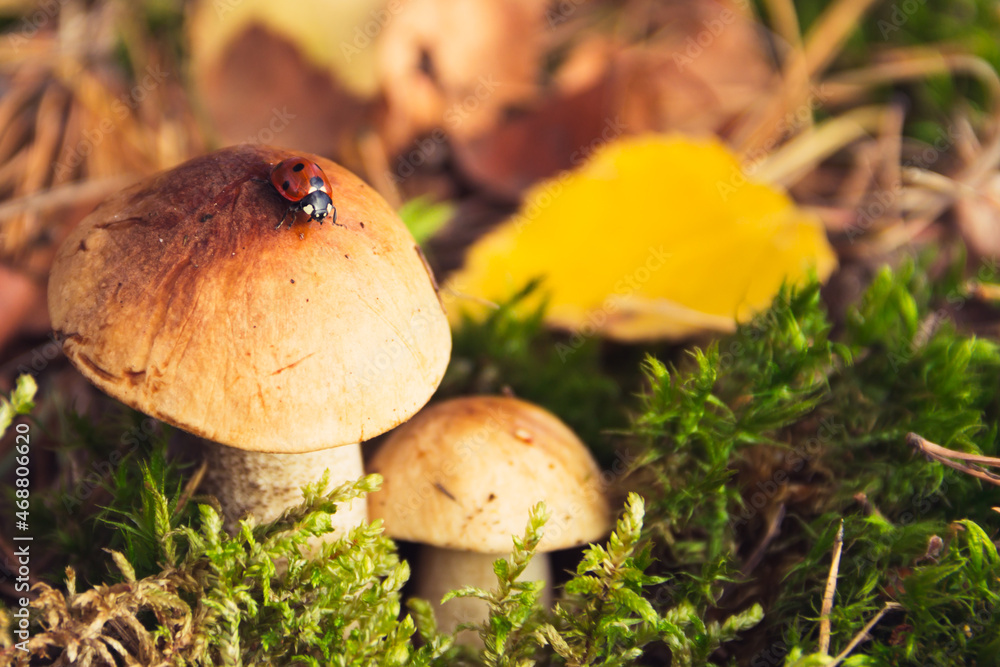 Fototapeta premium Little boletus with ladybug