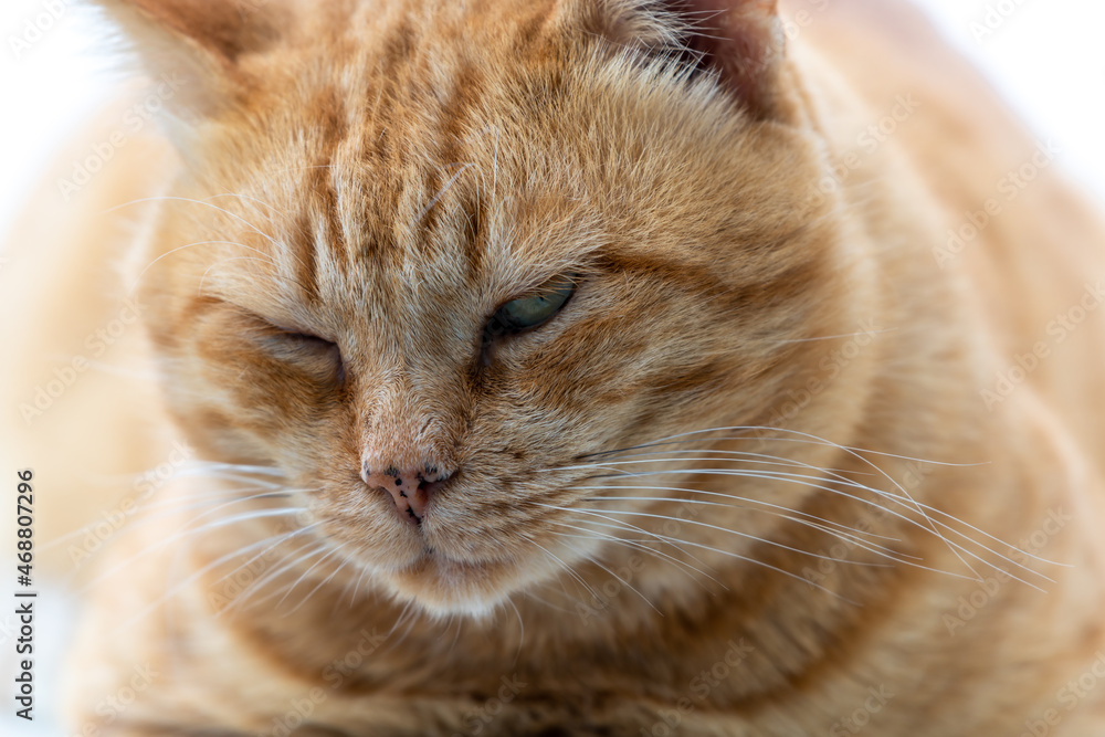 Close up portrait of a ginger cat with a contented expression.