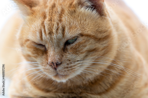 Close up portrait of a ginger cat with a contented expression.