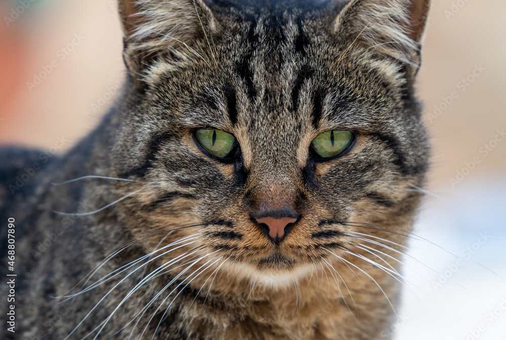 Close up portrait of a striped wide cat with an alert expression. Close up portrait of a striped wide cat with an alert expression.