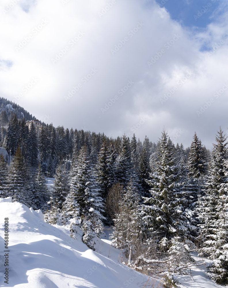 snowy landscape. snow-covered trees in the mountains