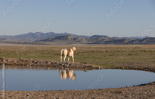 Fototapeta Naklejka Na Ścianę i Meble -  Wild Horse Reflected in a Desert Waterhole in Utah