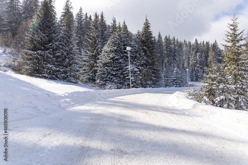 snow covered trees