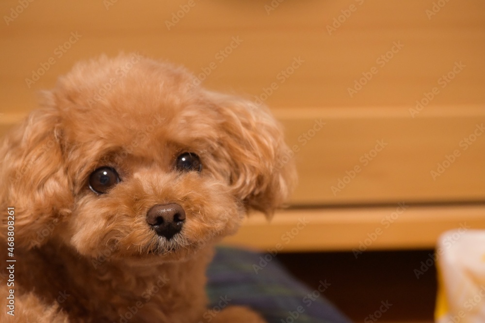 puppy puppy