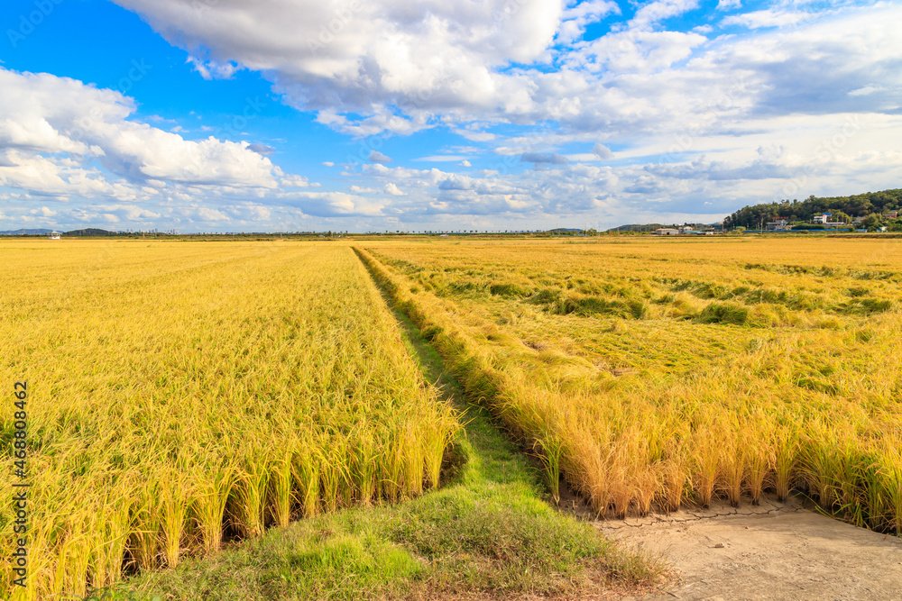 Korean traditional rice farming. Korean rice farming scenery. Korean ...