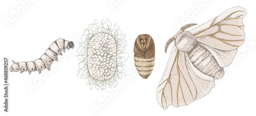 Metamorphosis of the silk moth