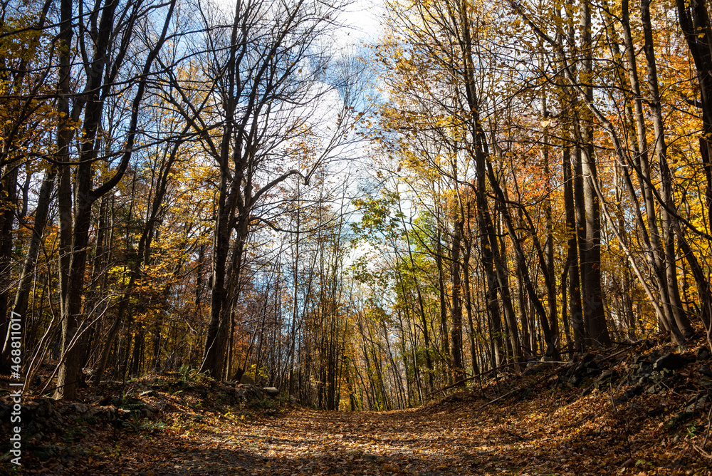 A hiking trail in autumn.