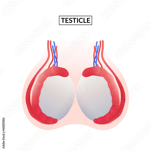 Diagram of Testicle, Male reproductive system. photo