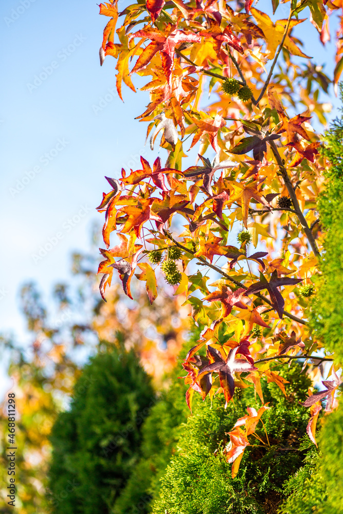 Multicolored maple leaves on tree branches close up