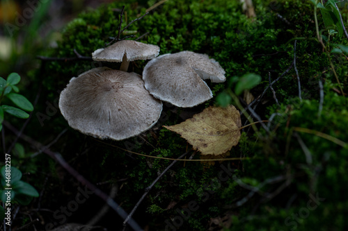 Probably Inocybe geophylla, commonly known as the earthy inocybe, common white inocybe or white fibercap, or other poisonous mushroom of the genus Inocybe photo