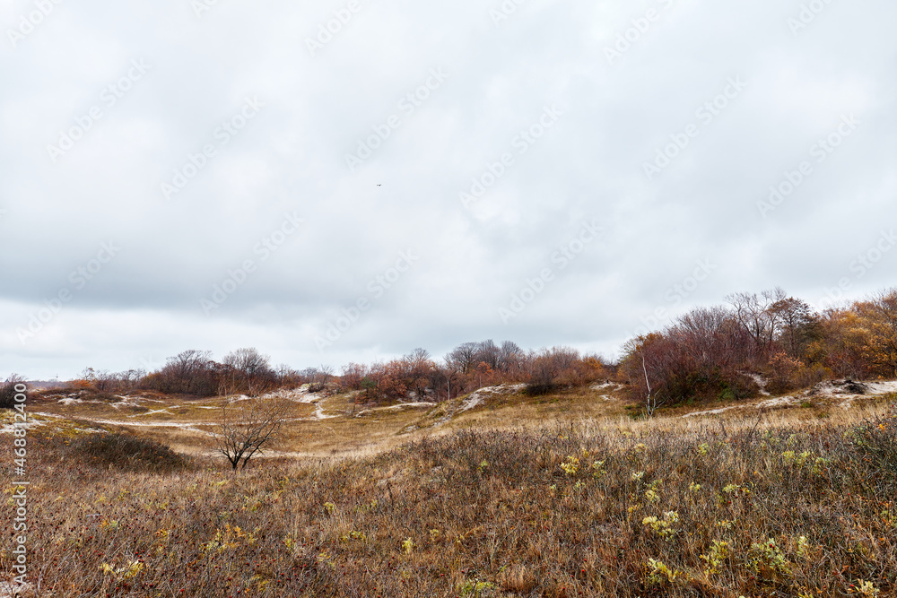 Fototapeta premium autumn landscape in the forest