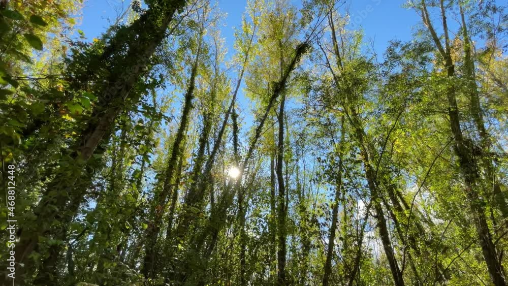 Walking through a lush European forest with a gimbal stabilizer gimbal overhead shot low angle jungle Walking through a lush European forest with a gimbal stabilizer gimbal overhead shot low angle jungle