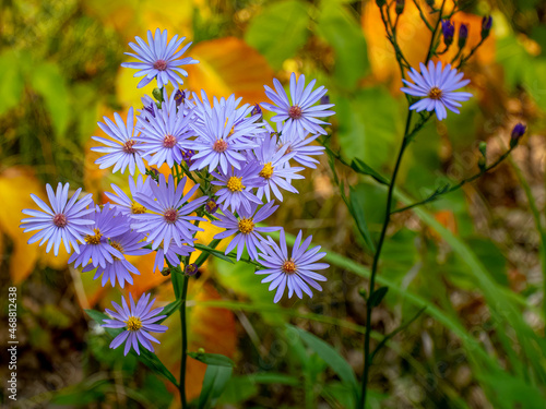 Sky Blue Aster bloom against orange fall colors