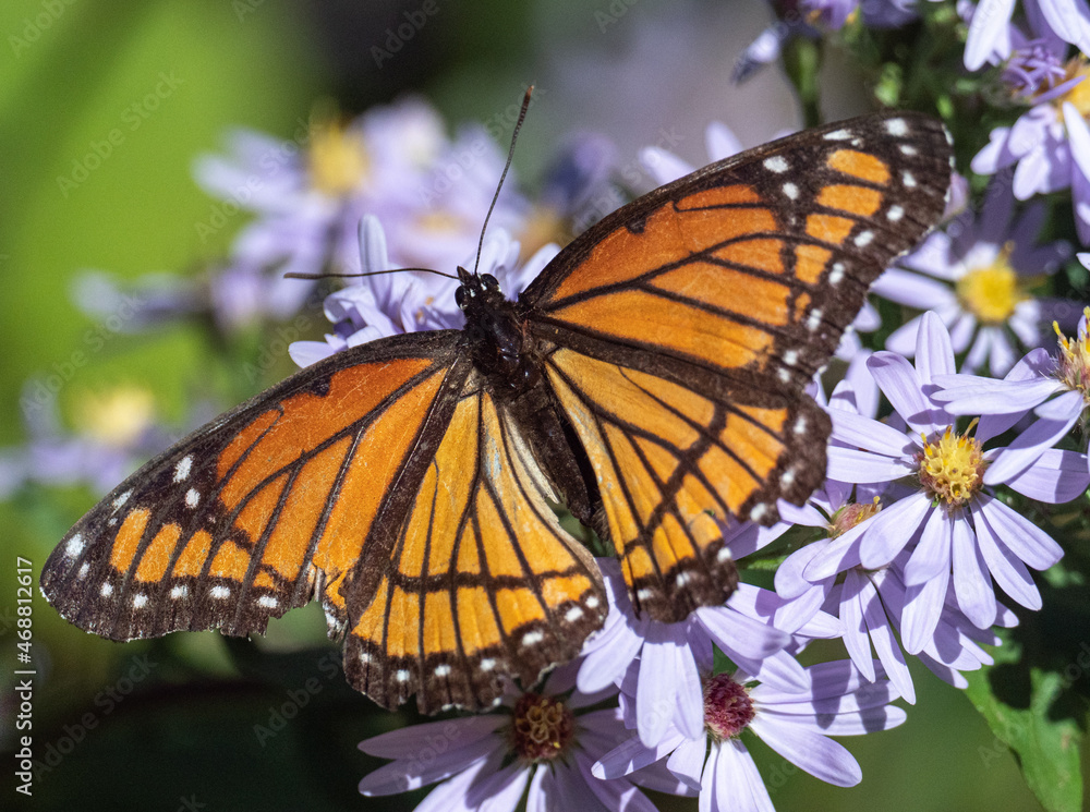 Obraz premium An orange Viceroy butterfly feeds on a Sky Blue Aster