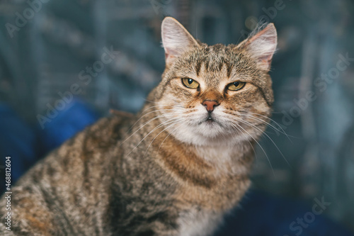 A beautiful brown short haired tabby cat has just woken up. The cat was sleeping on the sofa in the room.