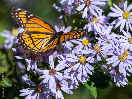 Tableau sur toile An orange Viceroy butterfly feeds on a Sky Blue Aster