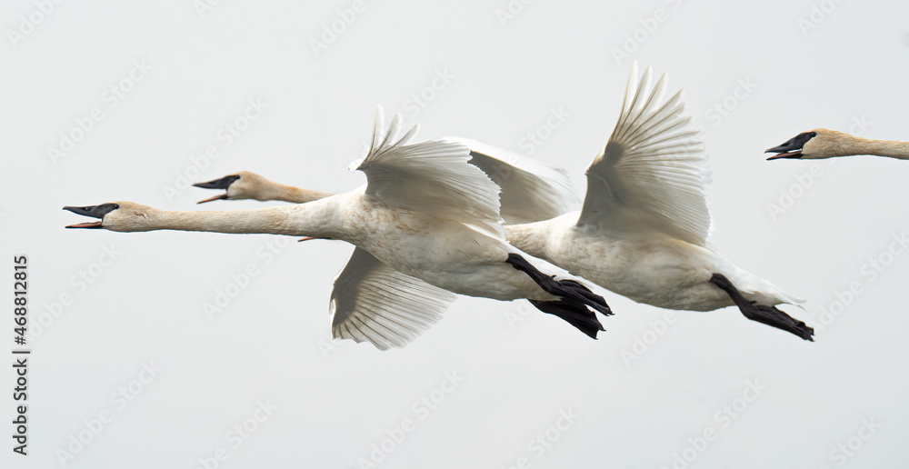 A closeup of Trumpeter Swans as they do a flyby