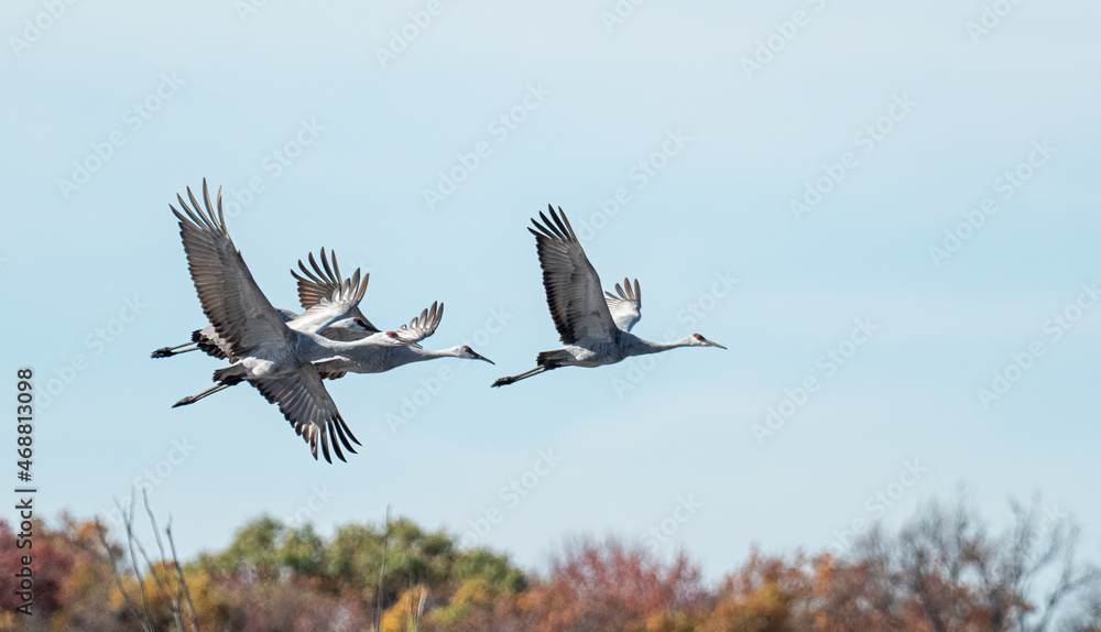 Obraz premium Sandhill Cranes gather over the prairie before migration