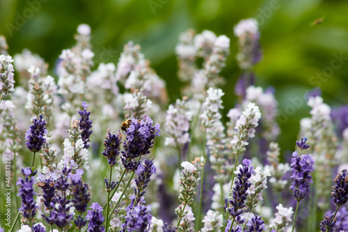 Blumen im Garten. Gartenpflanzen im Sommer.
