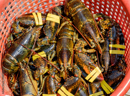 A basket full of fresh out of the ocean lobsters are hoisted up in a basket for processing photo