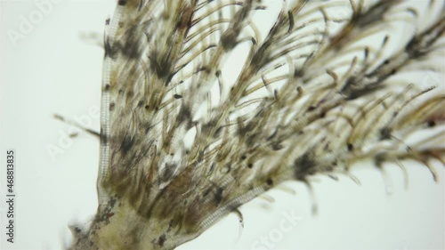 Polychaeta worm, family Sabellidae under a microscope. Video shows Radiole tentacles with many cilia that catch food, as well as gills. photo