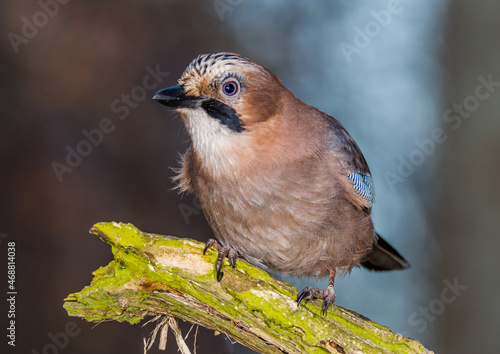 jay