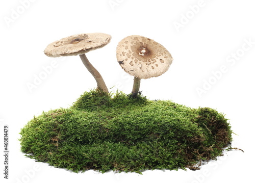 Green moss and mushrooms isolated on white background