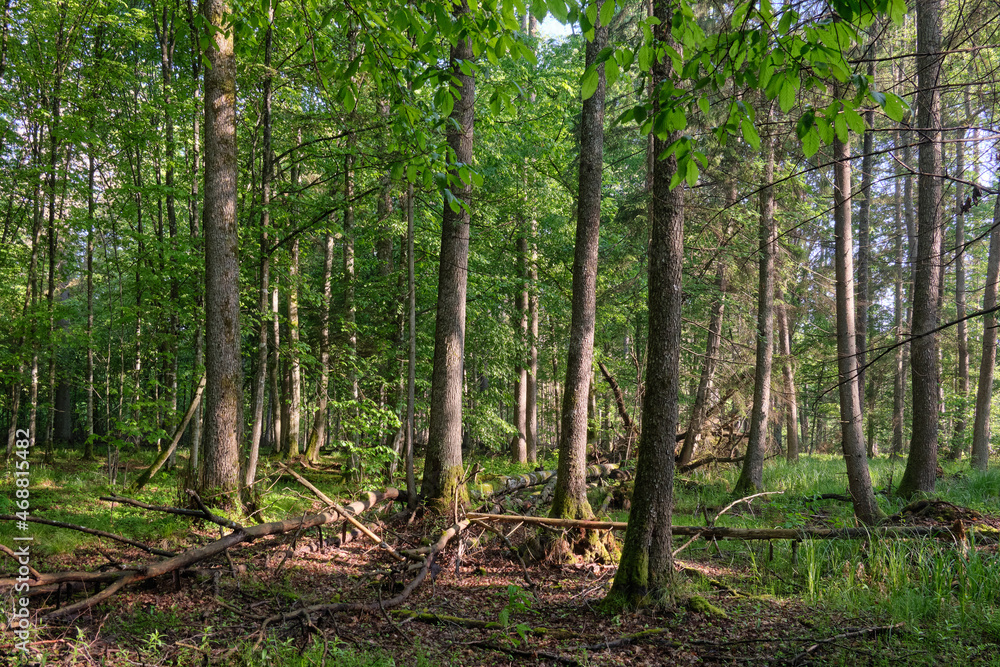 Springtime deciduous tree stand with hornbeams and oaks Springtime deciduous tree stand with hornbeams and oaks