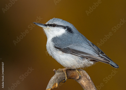 nuthatch