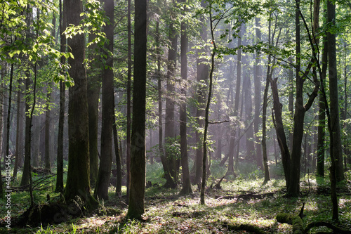 Sunbeam entering rich deciduous forest