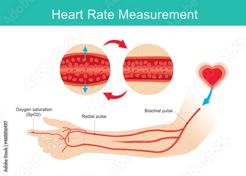 Heart Rate Measured. Arm and arteries illustration use for learning about heart rate and oxygen levels measured. Illustration.. photo