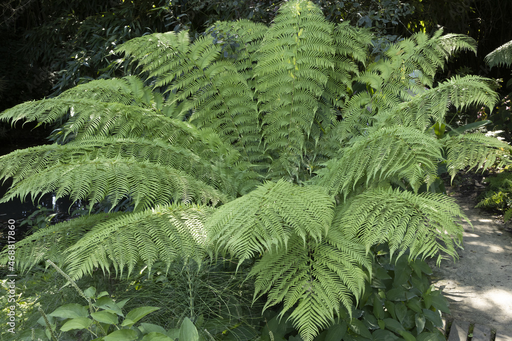 Fougère arborescente Cyatheales Fougère arborescente Cyatheales