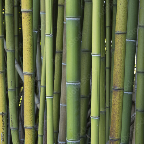 Fototapeta Naklejka Na Ścianę i Meble -  Haie de bambous	