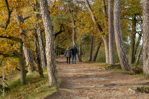 Couple seen from behind walking through autumn forest scene with colorful fall foliage paving the walk path and patches of blue sky seen through the trees