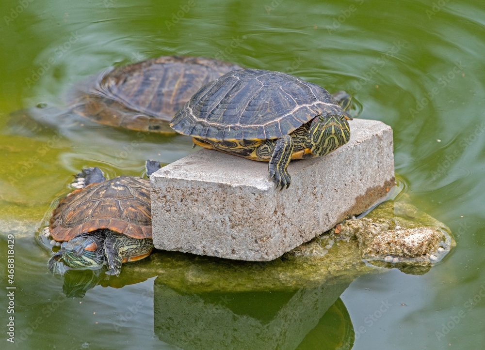 red-eared turtle basking in the sun red-eared turtle basking in the sun