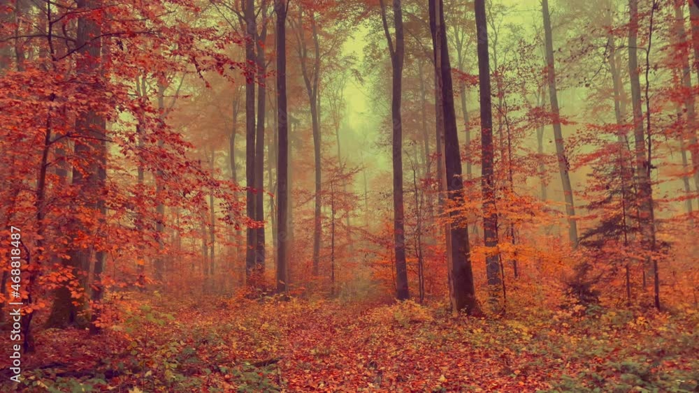 A Forest in Autumn, Neuenstadt, Germany, Europe A Forest in Autumn, Neuenstadt, Germany, Europe