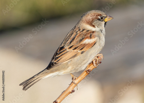 portrait of a little beautiful sparrow