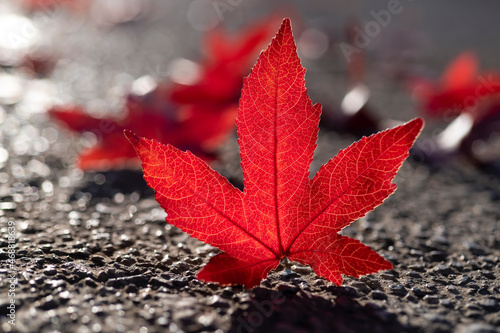 Leaves of American sweetgum (Liquidambar styraciflua), or storax with sharply pointed palmate lobes on a street in autumn season. Colorful translucent red foliage back lit by low november sun.  photo