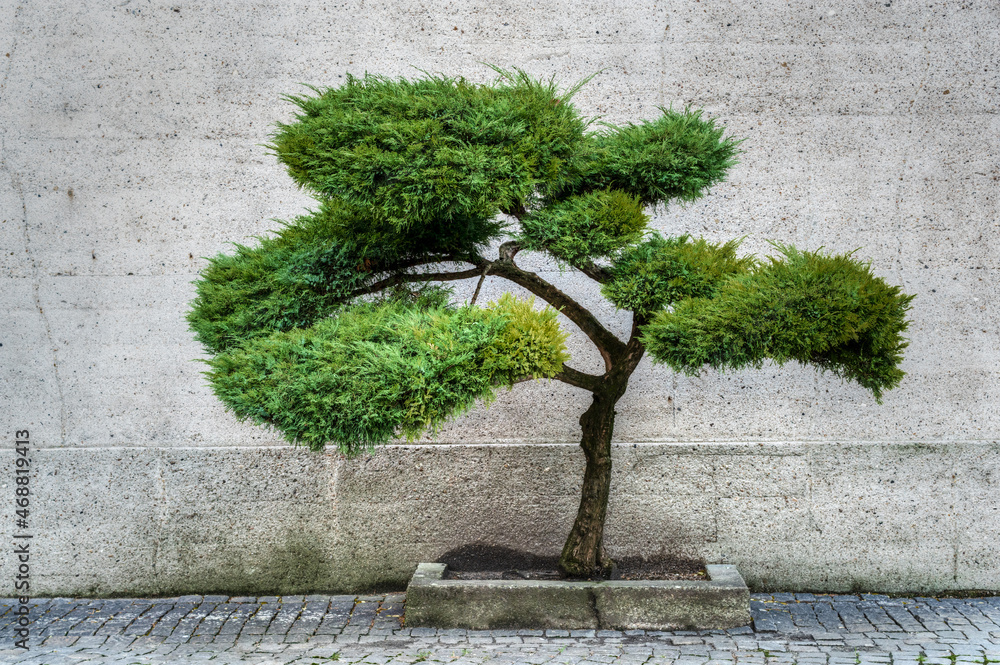 Fototapeta premium pięknie uformowane drzewko bonsai z jałowca lub tui