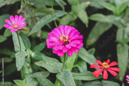 Pink zinnia flowers with green leaves background.