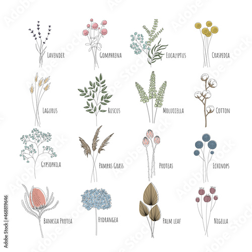 Set of sixteen minimalistic dried flowers: Lavender, Gomphrena, Eucalyptus, Craspedia, Lagurus, Ruscus, Cotton, Gypsophila, Pampas, Protea, Echinops, Banksia, Hortensia. Editable string.