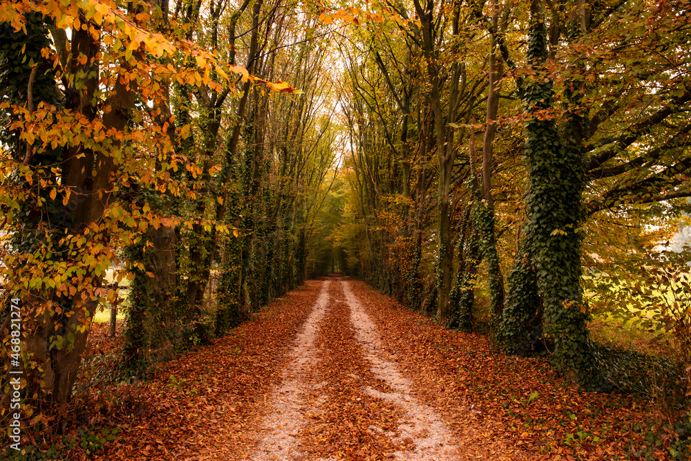 Landscape of a tree lined rural road in autumn with vibrant colored foliage.