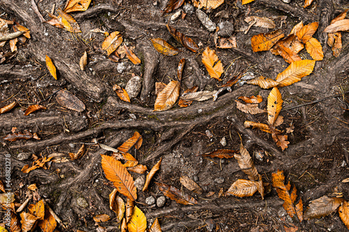 Roots in the ground with fallen dry leaves. Picture of tangled roots taken in a forest in autumn.