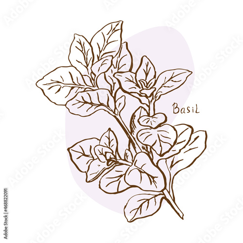 Basil branch, spices, vector illustration hand drawn in doodle sketch style. For wrapping paper, menus, fabrics, posters, social media, internet,typography, etc.