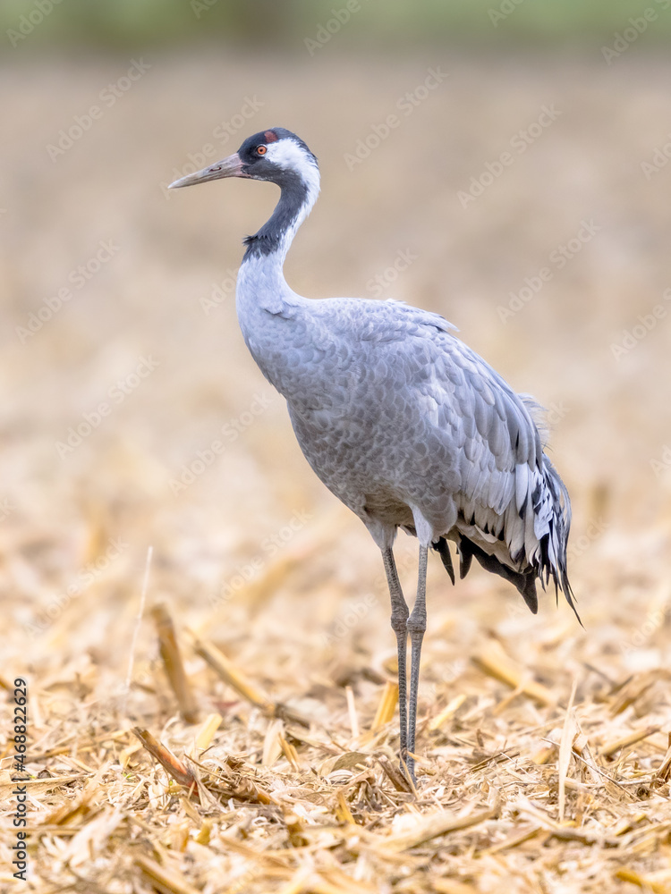 Common crane walking in agricultural field Common crane walking in agricultural field