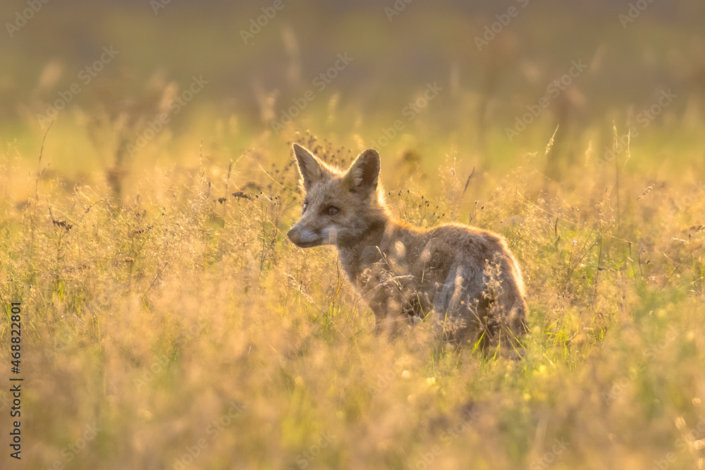 Fototapeta premium Red Fox juvenile hunting for mice