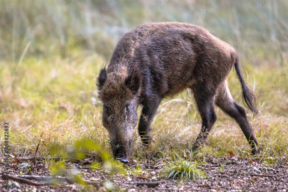 Wild boar foraging in grassland at dusk Wild boar foraging in grassland at dusk
